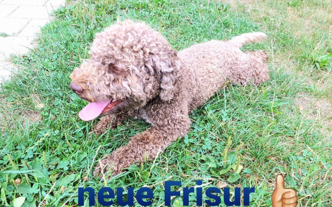Neue Frisur