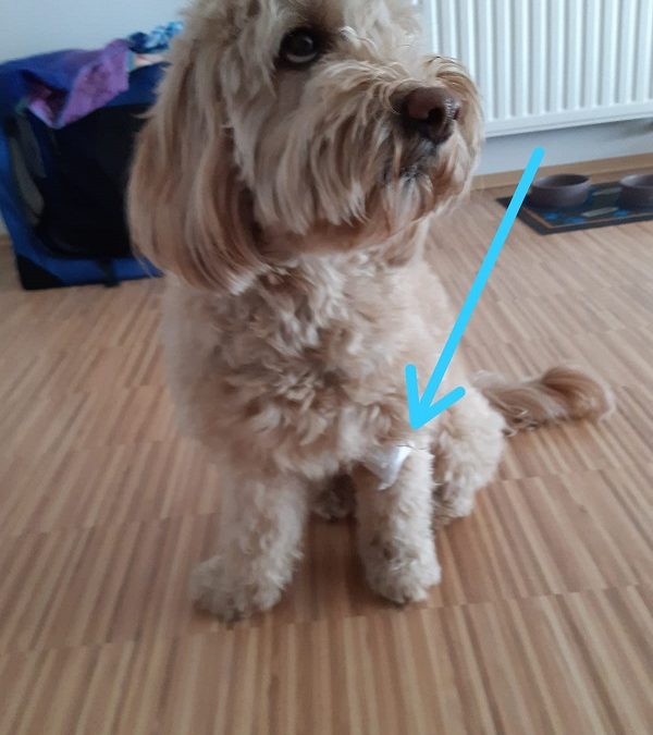 Besuch einer Zecke