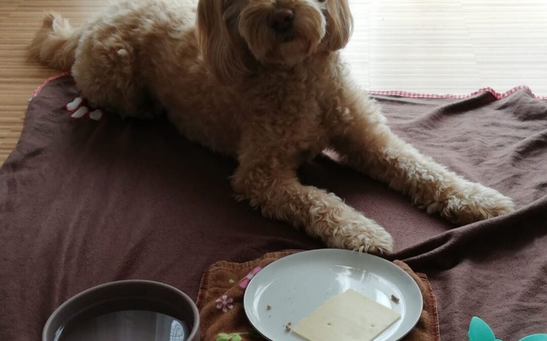 Spielzeug mit Käse