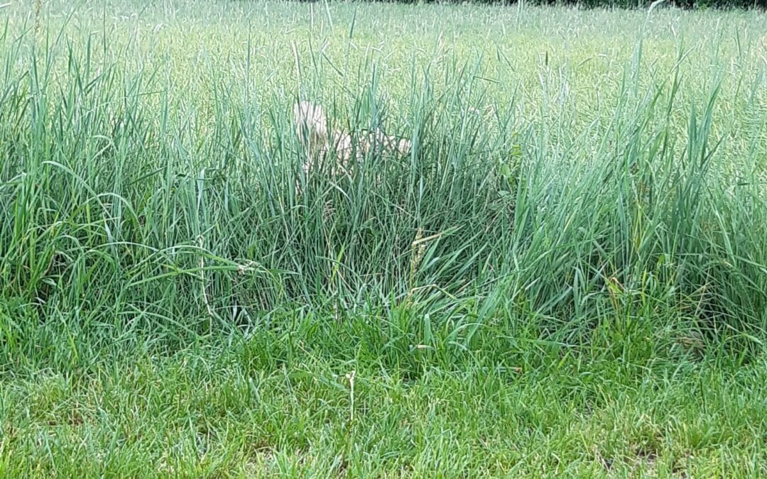 Sally versteckt sich