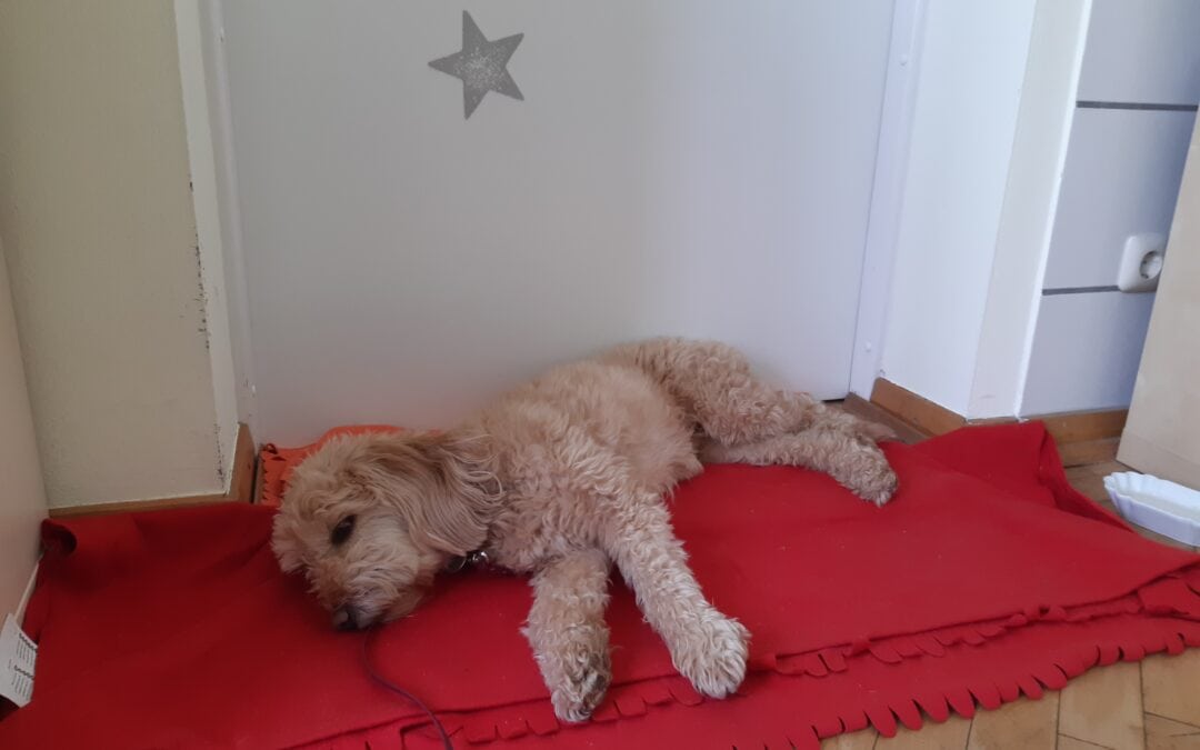 Strei­chel­ein­heiten