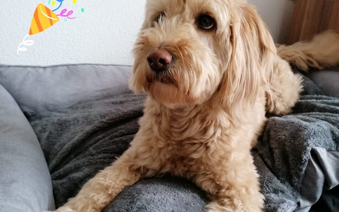 Sally hat Geburtstag