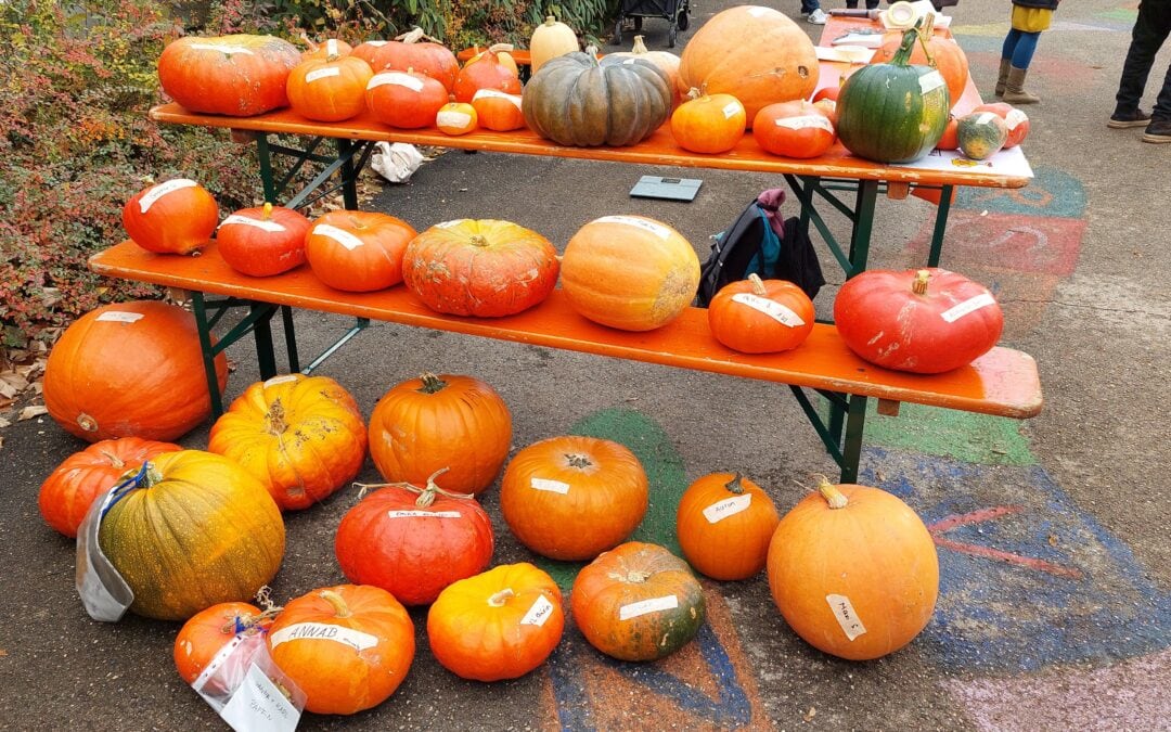 Kürbisfest 2025